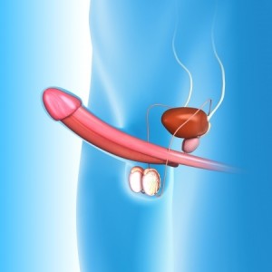 Erectie